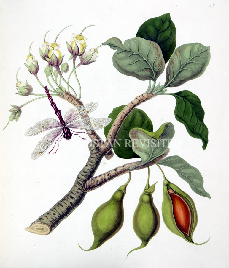 /data/Original Prints/Natural History/THE MAHWAH TREE OF GUZERAT.jpg